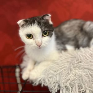 Persephone wartet auf ihre Menschen