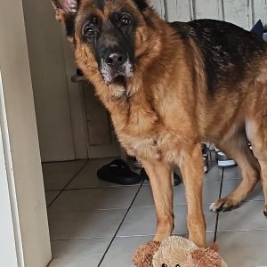 Vermittlungshilfe Bubbi sucht seinen Platz