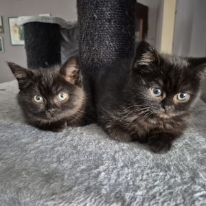 Fräulein Knusper und Madame Knabber warten auf ihre Dosenöffner