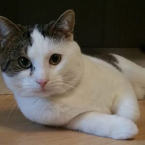 Tommy sucht dringend sein Zuhause