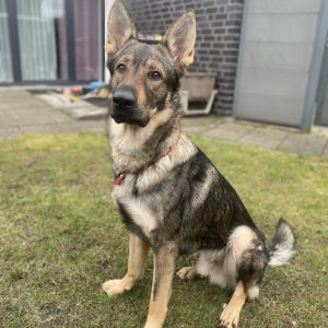 Der wunderschöne Ghost sucht DRINGEND...