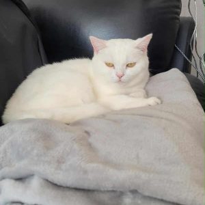 Pamuk wartet auf dich