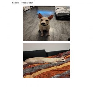 Vermittlungshilfe Georgi sucht seine Menschen