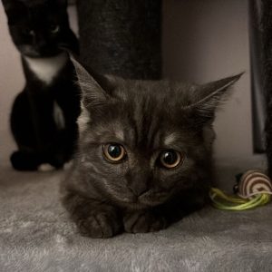 Potter sucht sein Zuhause