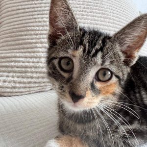 Mjauze will ankommen