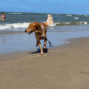 Vermittlungshilfe Ginny sucht ihr Körbchen
