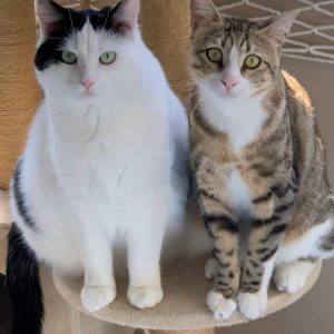 Zuhause gesucht für Paşa & Pamuk