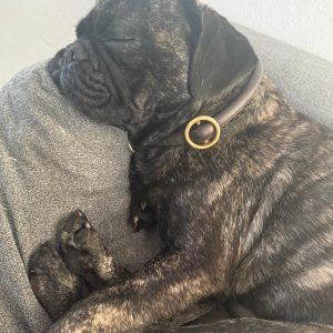 Django sucht ein besonders Zuhause