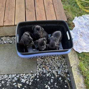 Rasselbande sucht neues Zuhause