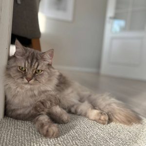 3 jähriger Kater sucht demnächst seine Dosis