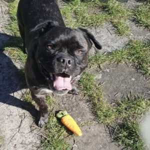 Oreo sucht ein neues Zuhause