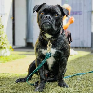 Oreo sucht ein neues Zuhause