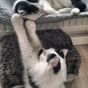 Loki & Findus