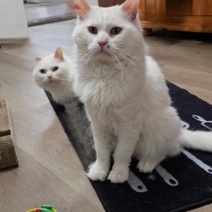 Dringend neues Zuhause für Chucky & Churchill gesucht