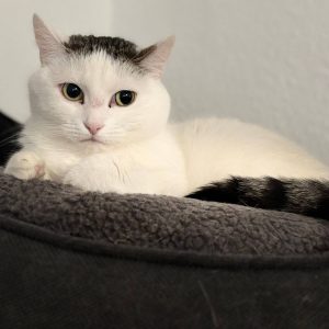 Daisy sucht ihren Herzensmensch
