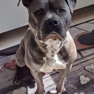 Balu sucht seine Menschen 🐾