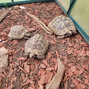 Trio Griechische Landschildkröten suchen ein neues Zuhause