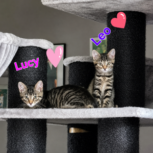 Lucy und Leo suchen ihr für immer-Zuhause