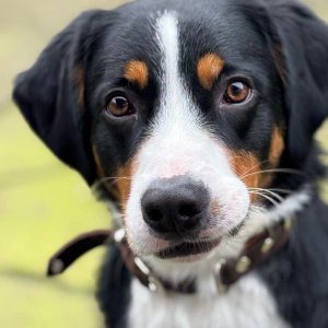 Tyson sucht ein neues Zuhause