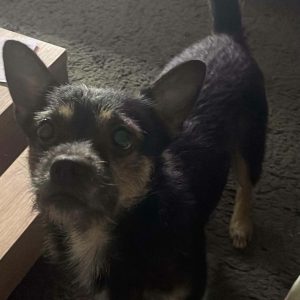 Murphy braucht eure Hilfe